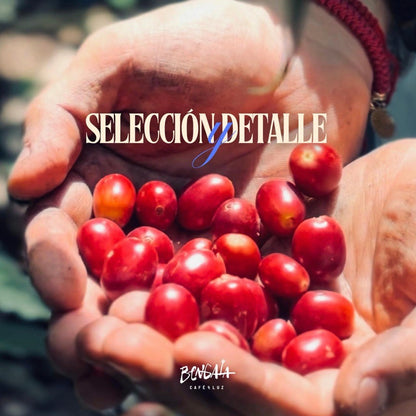 ARÁBICA ESPECIAL -  1ER LUGAR GENUINO COATEPEC